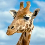 giraffe wallpapers android application logo